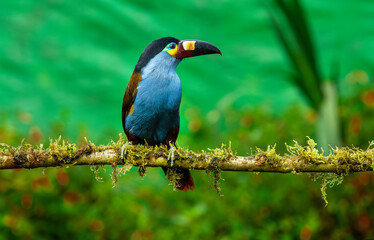 The mountain plate-billed toucan is native to the western slopes of Ecuador and extreme southern...
