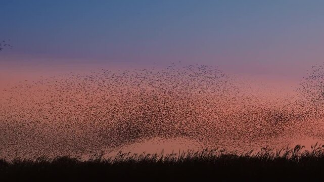 Starling bird murmuration in the sky during sunset at the end of a winter day. Huge groups of starlings flying (Sturnidae) in the sky moving in shape-shifting clouds before the night. Sparrow hawks bi