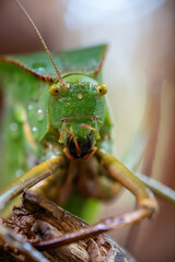 Rain-Kissed Katydid in Macro Detail