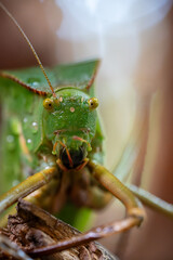 Rain-Kissed Katydid in Macro Detail