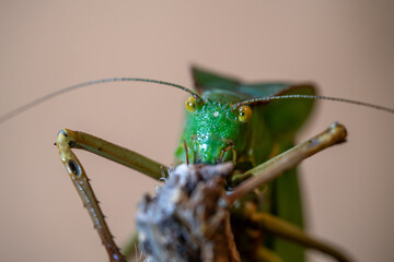 Rain-Kissed Katydid in Macro Detail