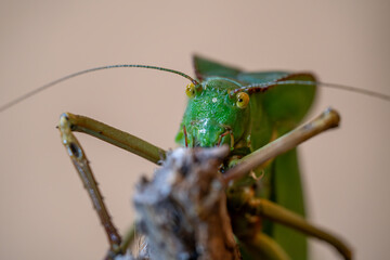 Rain-Kissed Katydid in Macro Detail