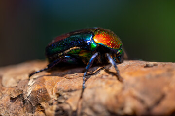 Iridescent Jewel Beetle on Bark Close-Up