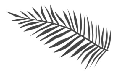 8K tropical leaf border texture with crisp palm silhouettes on a white background. Digitally designed for contemporary branding and decorative use.