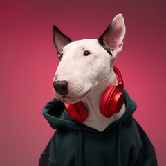 A white Bull Terrier dressed in a hoodie with red headphones poses against a red background. The...