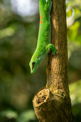Emerald Gecko Resting on Jungle Branch