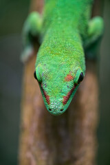 Emerald Gecko Resting on Jungle Branch