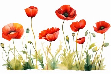 Fototapeta premium Poppies flower poppy plant.