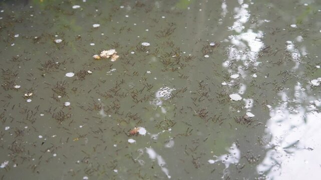 lots of mosquito larvae on the water surface