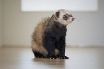 Sable ferret living in city apartment and run around