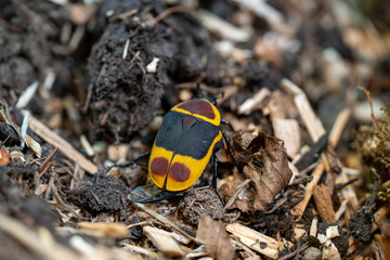 Colorful Beetle with Bold Pattern on Forest Floor