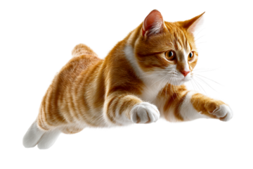 Playful cat leaps in the air with grace and agility