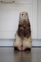 Sable ferret living in city apartment and run around