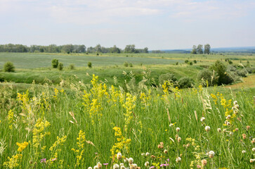 Vibrant Meadow Landscape with yellow flowers Under a Clear Sky