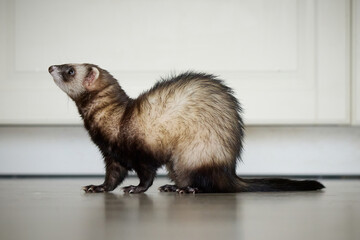 Sable ferret living in city apartment and run around