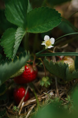 Tender white strawberry flower