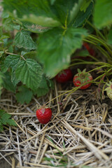 Bright ripe strawberries growing in the garden. Fresh sweet berries in the summer