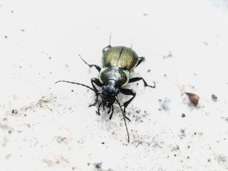 Close-up of a ground beetle (Poecilus versicolor) on white fiber, showing detail of its body and legs.