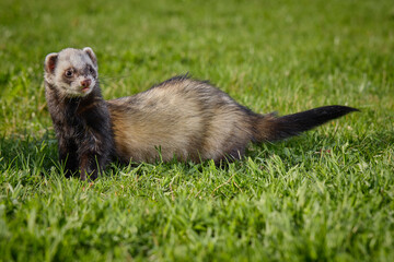 Ferret enjoying walking and exploring spring grass in park