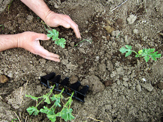 Human hands planting watermelon sprouts in a field.