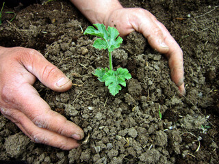      Human hands planting watermelon sprouts in a field.                          