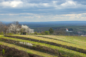 Fototapeta premium Blooming cherry tree overlooking vineyards in Mailberg, Lower Austria, Austria