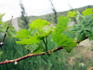    grape leaves vine branch, green leaf vine plant   