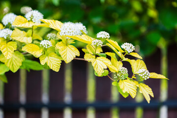 Physocarpus opulifolius, deciduous shrub with lobed leaves and small white flowers clustered in rounded corymbs in spring garden with fence in blurred background