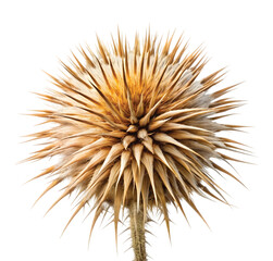 Dried Thistle: isolated dried thistle flower, spiky and pale, sharp dry wild plant, PNG