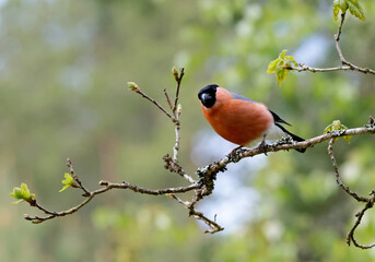 Obraz premium A male bullfinch standing on branch of an oak tree in spring