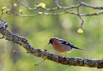 Chaffinch male  on a branch in springlike light