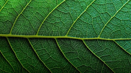 Fototapeta premium Detailed shot of green leaf veins. Close-up captures intricate patterns and textures. Vibrant green hues showcase plant's life, health, and beauty.