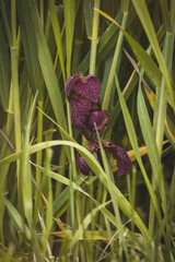 Field plants on a sunny day in June. Blurred background. Close-up of a plant.