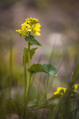 Obraz premium Field plants on a sunny day in June. Blurred background. Close-up of a plant.
