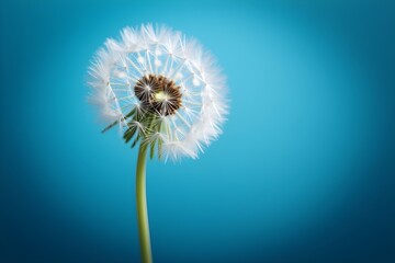 Obraz premium dandelion on blue background