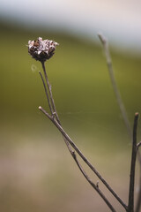 Field plants on a sunny day in June. Blurred background. Close-up of a plant.