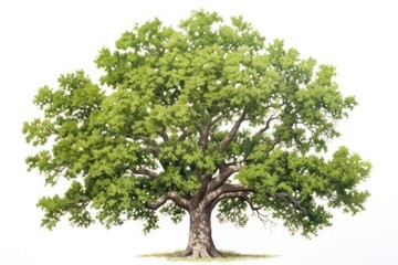 Oak tree plant white background tranquility.