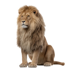 Fototapeta premium Majestic male lion sitting isolated on transparent background