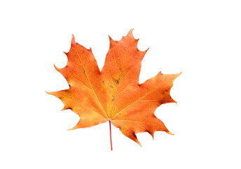 Orange rotes Herbstblatt des Ahorn, isoliert ohne Hintergrund