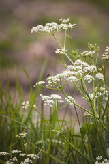 Field plants on a sunny day in June. Blurred background. Close-up of a plant.