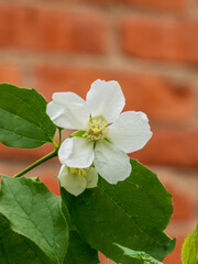 White Mock Orange Blossom Against Brick Wall