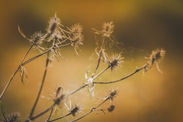 Field plants on a sunny day in June. Blurred background. Close-up of a plant.