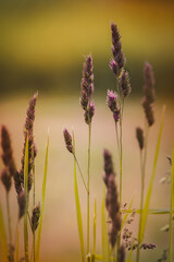 Field plants on a sunny day in June. Blurred background. Close-up of a plant.