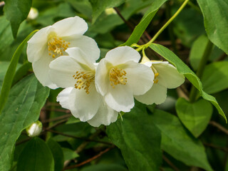 Lush White Mock Orange Blossoms in Sunlight