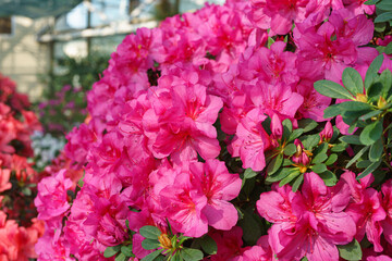 Blooming pink japan Azalea Ericaceae flowers, rhododendron flower macro, background. Evergreen decorative plant outdoor or in orangery in botanical garden. Gardeining, plant breeding