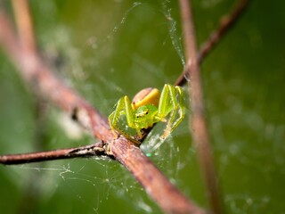 Diaea dorsata. One of the smaller crab spiders. Several views of the individual. Close up.