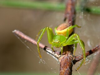 Diaea dorsata. One of the smaller crab spiders. Several views of the individual. Close up.