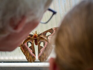A pair of anonymous people observe a tropical butterfly. The butterfly is on the glass of a 