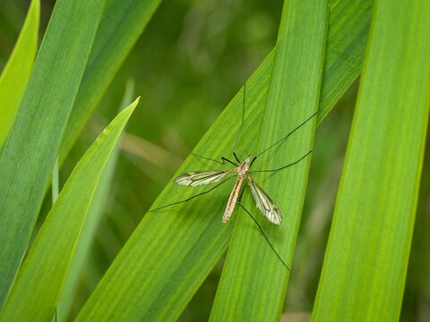 A crane fly (tipula maxima) sitting on a green leaf. Close up.
