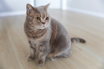 A light brown British Shorthair cat with yellow eyes sits on a light wooden floor, looking slightly to the right.